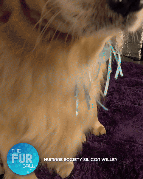 Golden retriever adorned with blue ribbons, set against a purple backdrop, featuring "The Fur Ball" and "Humane Society Silicon Valley" logos, capturing a glamorous moment at the Fur Ball 2025 event.